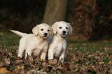 GOLDEN RETRIEVER 830